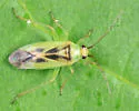 Orthotylus modestus - photo 2