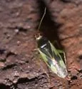 Orthotylus modestus - photo 4