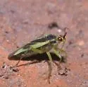 Orthotylus modestus - photo 5