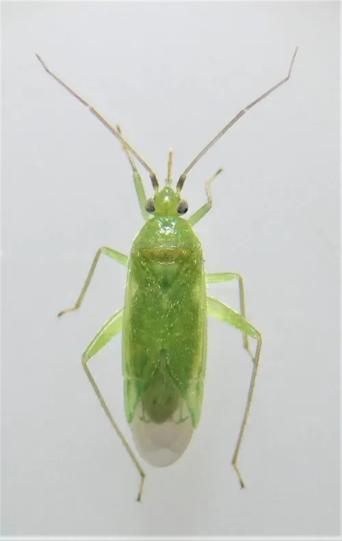 Orthotylus nassatus