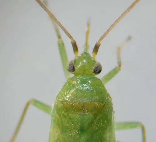 Orthotylus nassatus - photo 2