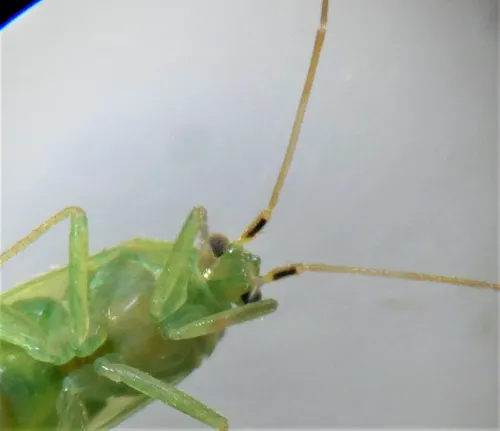 Orthotylus nassatus - photo 3