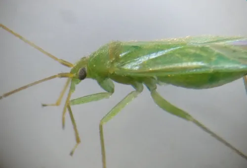 Orthotylus nassatus - photo 4