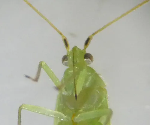 Orthotylus nassatus - photo 5