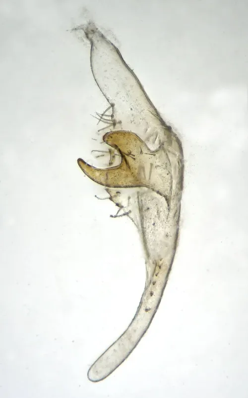 Orthotylus nassatus - photo 6
