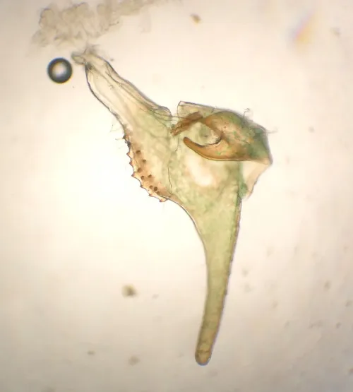 Orthotylus nassatus - photo 7