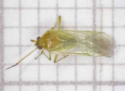Orthotylus nassatus - photo 8