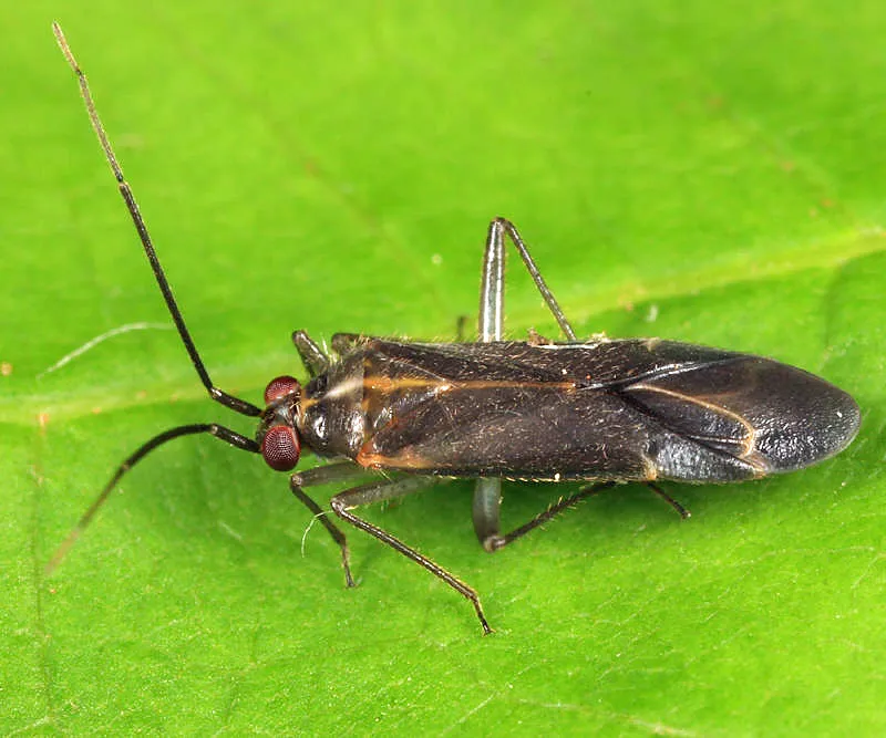 Orthotylus necopinus - photo 2