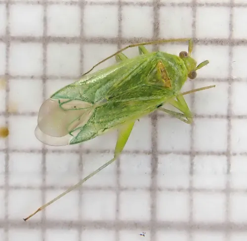 Orthotylus ochrotrichus