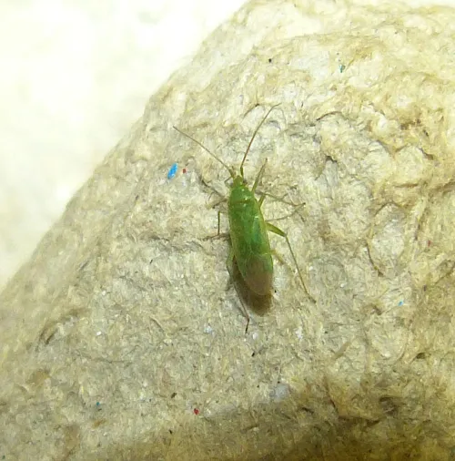 Orthotylus ochrotrichus - photo 2