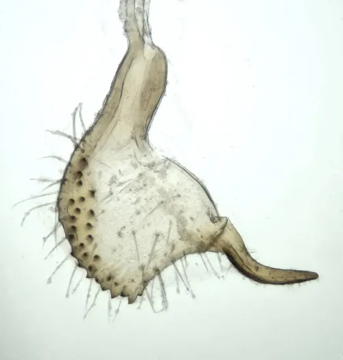 Orthotylus ochrotrichus - photo 3
