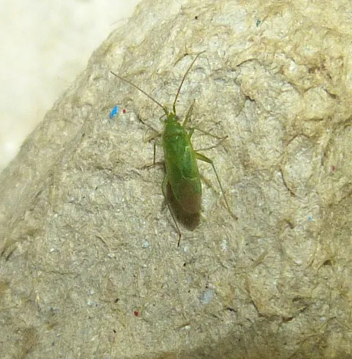 Orthotylus ochrotrichus - photo 4