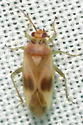 Orthotylus ornatus - photo 2