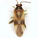 Orthotylus ornatus - photo 3