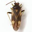 Orthotylus ornatus - photo 4