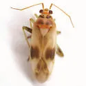 Orthotylus ornatus - photo 5