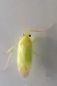 Orthotylus ramus - Orthotylus ramus