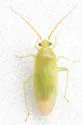 Orthotylus ramus - photo 2