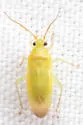 Orthotylus ramus - photo 3