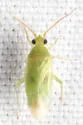 Orthotylus ramus - photo 4