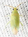 Orthotylus ramus - photo 5