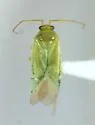 Orthotylus robiniae - photo 2
