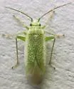 Orthotylus stanleyaea - Orthotylus stanleyaea