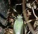 Orthotylus stanleyaea - photo 2