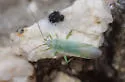 Orthotylus stanleyaea - photo 3