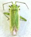 Orthotylus stanleyaea - photo 4