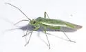 Orthotylus stanleyaea - photo 5