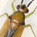 Orthotylus submarginatus - photo 2