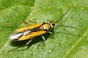 Orthotylus submarginatus - photo 3