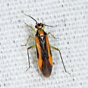 Orthotylus submarginatus - photo 4