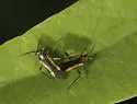 Orthotylus submarginatus - photo 5