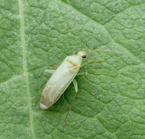 Orthotylus tenellus