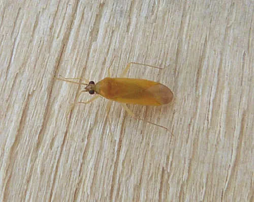 Orthotylus tenellus - photo 2