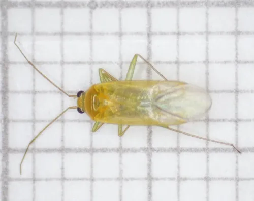 Orthotylus tenellus - photo 3