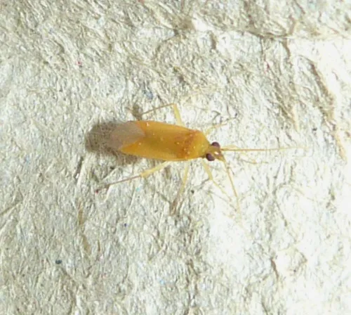 Orthotylus tenellus - photo 4