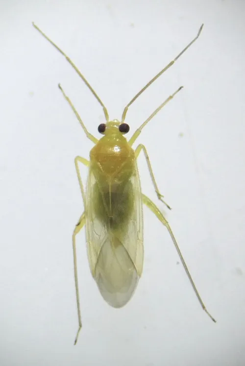 Orthotylus tenellus - photo 5