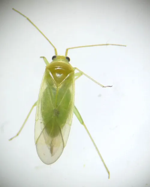 Orthotylus tenellus - photo 6