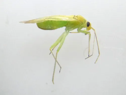 Orthotylus tenellus - photo 7