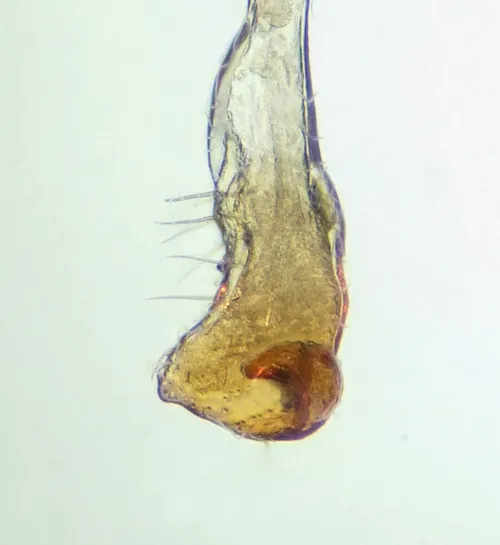 Orthotylus tenellus - photo 8