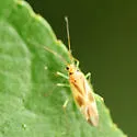 Orthotylus ute - Orthotylus ute