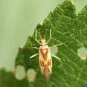 Orthotylus ute - photo 2