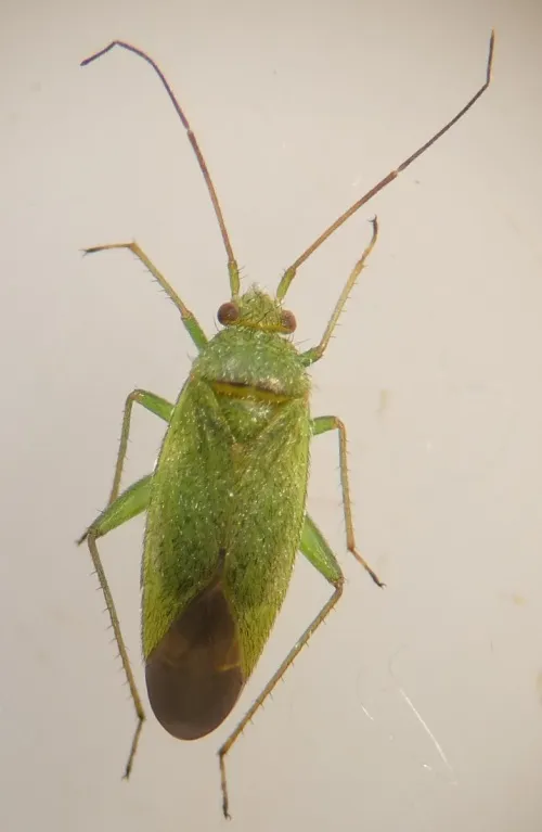 Orthotylus virescens