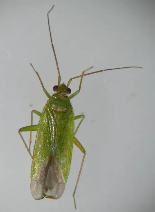 Orthotylus virescens - photo 2