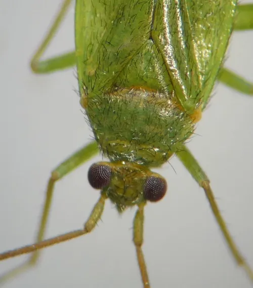 Orthotylus virescens - photo 3