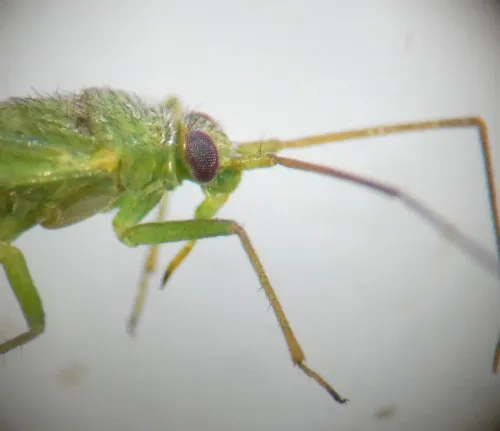 Orthotylus virescens - photo 4