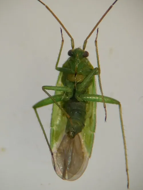 Orthotylus virescens - photo 5